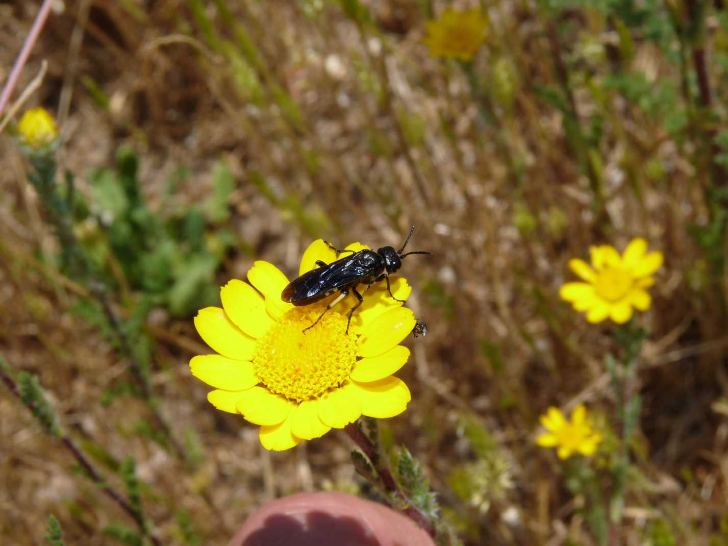 Cephaledo bifasciata preda Oedemera sp.